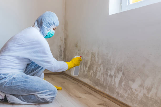 Licensed Mold Removal service in Gasburg, VA - 24 Hour Mold Removal