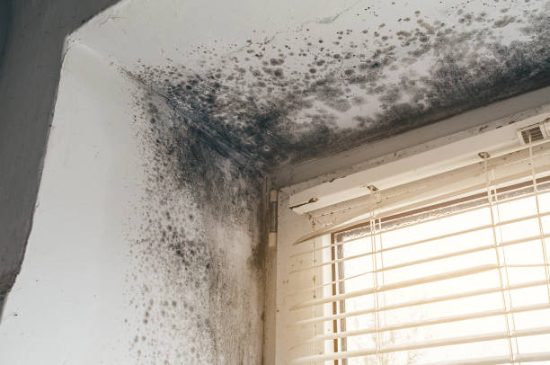Affordable Mold Removal solutions in Gasburg, VA