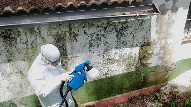 Top rated local Mold Removal specialists in Gasburg, VA